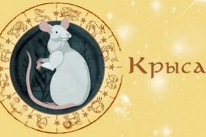 Råtta: beskrivning och egenskaper Idrottare födda under råttans år